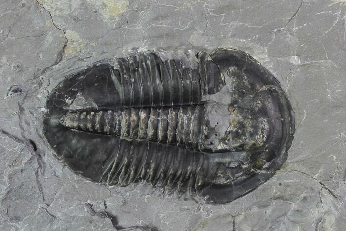 Asaphiscus Wheeleri Trilobite - Utah #97169